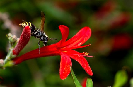 Mexican Honey Wasp (Vespidae, Brachygastra mellifica) photo