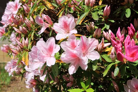 Garden leaf azalea photo