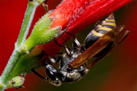 Mexican Honey Wasp (Vespidae, Brachygastra mellifica) photo