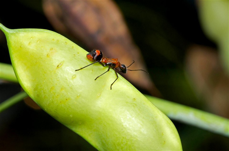 Texas Bow-legged Bug, ant-mimicking nymph at early instar (Alydidae, Hyalymenus tarsatus)