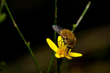 Greater Bee Fly (Bombylidae, Bombylius sp.)