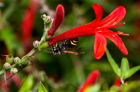 Mexican Honey Wasp (Vespidae, Brachygastra mellifica)