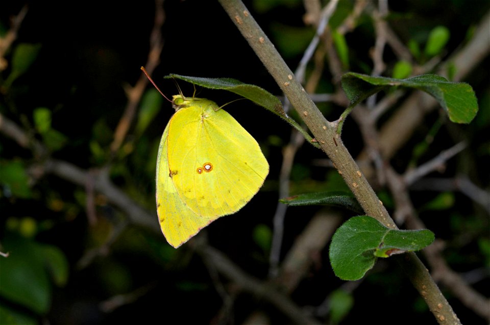 Cloudless Sulphur (Pieridae, Phoebis sennae)