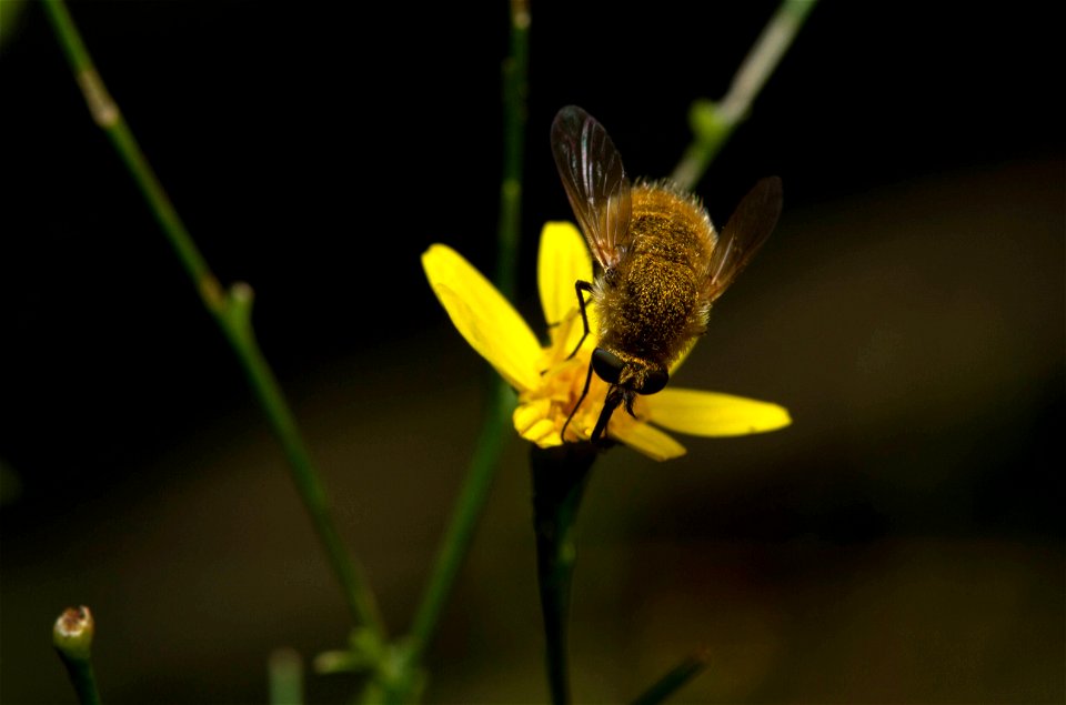Greater Bee Fly (Bombylidae, Bombylius sp.)