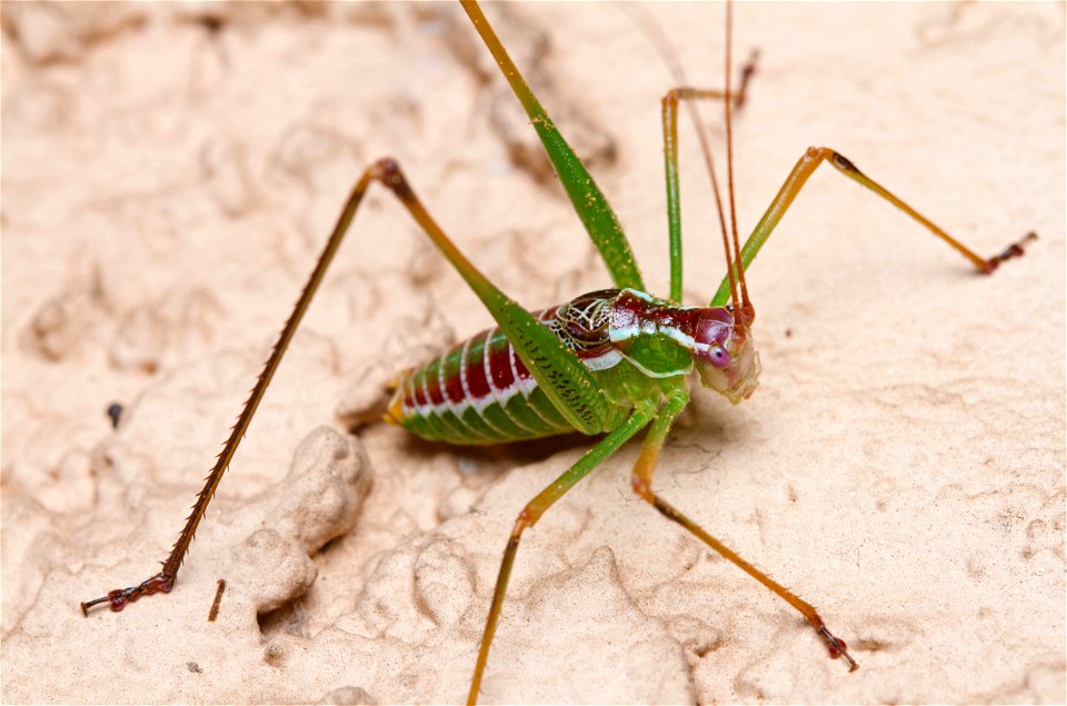Chestnut Short-wing Katydid (Tettigoniidae, Dichopetala castanea)
