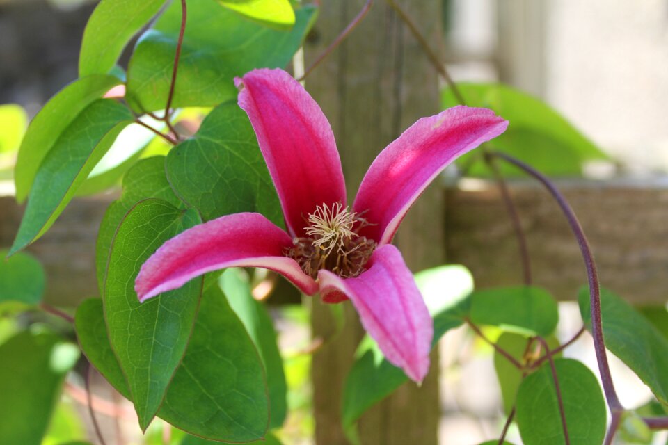 Pink clematis tendrils climber