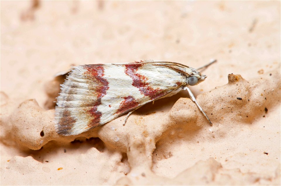 Rufous-banded Crambid Moth (Crambidae, Mimoschinia rufofascialis)