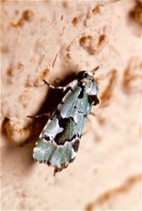 Beloved Emarginea Moth (Noctuidae, Emarginea percara)