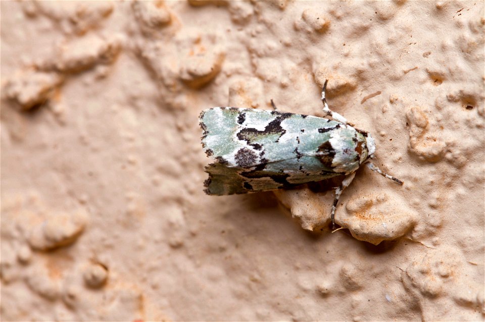 Beloved Emarginea Moth (Noctuidae, Emarginea percara)