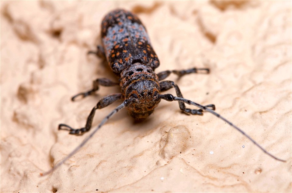 Mesquite Girdler (Cerambycidae, Oncideres rhodosticta)