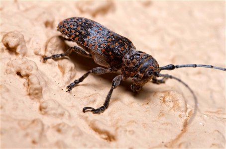 Mesquite Girdler (Cerambycidae, Oncideres rhodosticta)