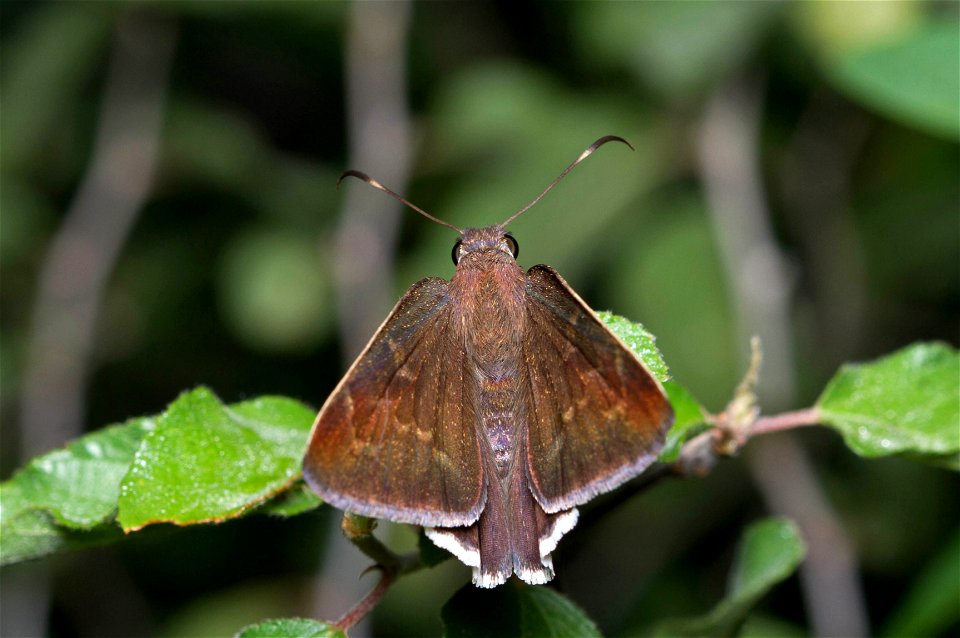 Coyote Cloudywing (Hesperiidae, Achalarus toxeus)