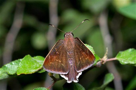 Coyote Cloudywing (Hesperiidae, Achalarus toxeus)