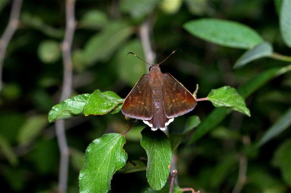 Coyote Cloudywing (Hesperiidae, Achalarus toxeus)