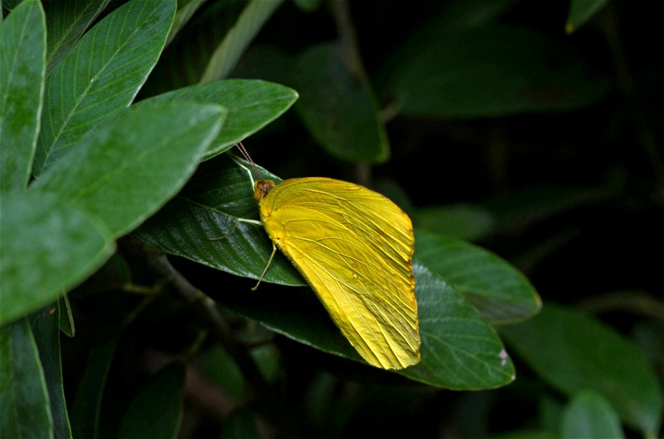 Large Orange Sulphur (Pieridae, Phoebis agarithe)