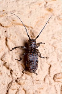 Mesquite Girdler (Cerambycidae, Oncideres rhodosticta)