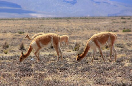 Wild animal altiplano peru