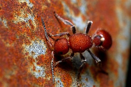 Velvet Ant (Mutillidae)