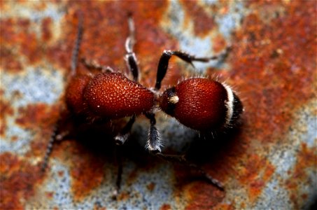 Velvet Ant (Mutillidae) photo