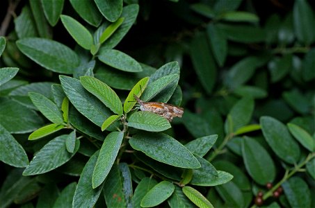 American Snout (Nymphalidae, Libytheana carinenta) photo