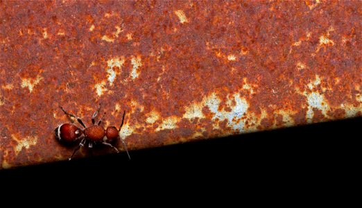 Velvet Ant (Mutillidae) photo