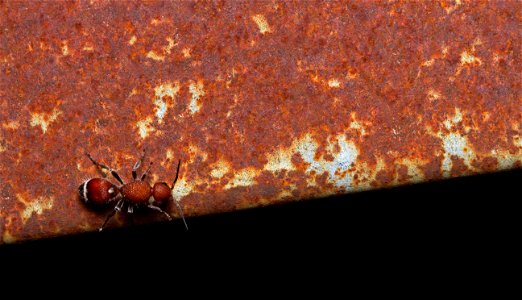 Velvet Ant (Mutillidae)