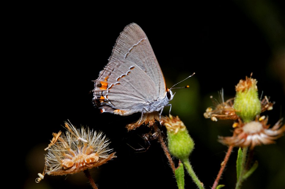 Grey Hairstreak (Lycaenidae, Strymon melinus)