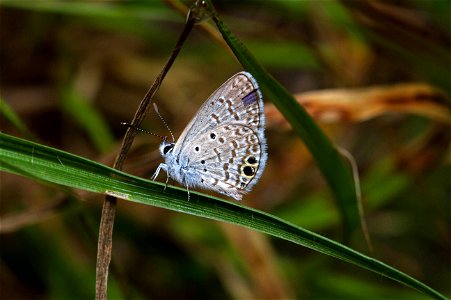 Ceraunus Blue (Lycaenidae, Hemiargus ceraunus)