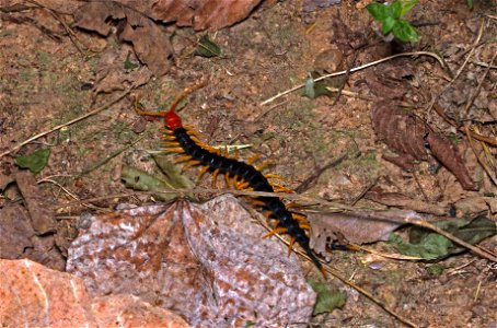Giant Redhead Centipede (Scolopendridae, Scolopendra heros) photo