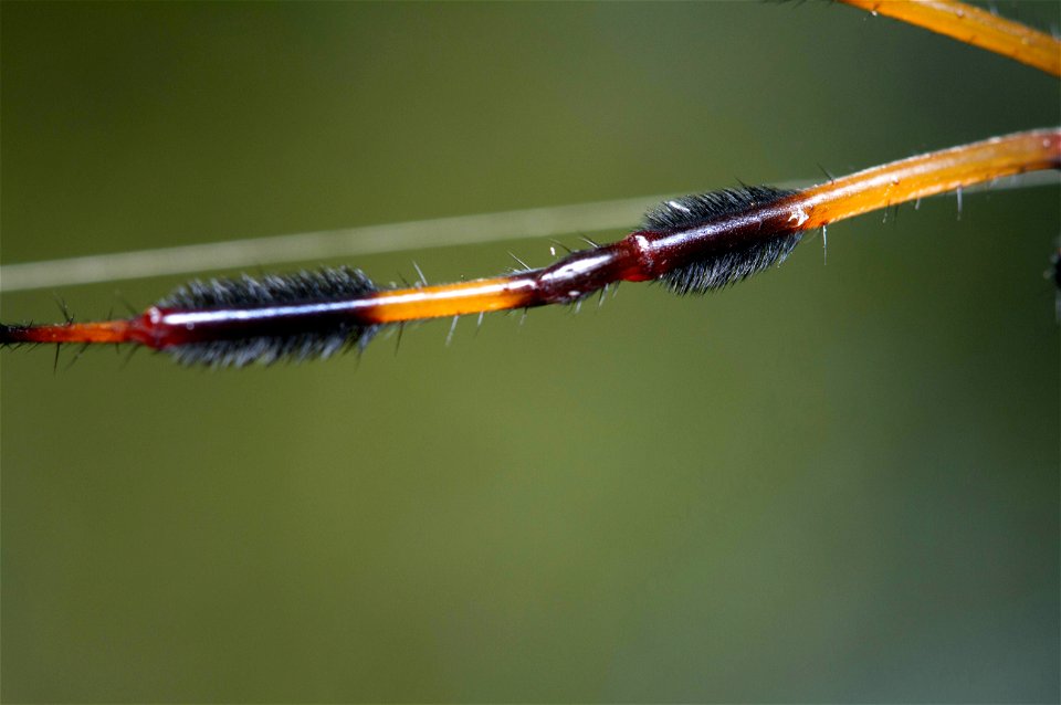 Golden Silk Orbweaver (Nephilidae, Nephila clavipes)