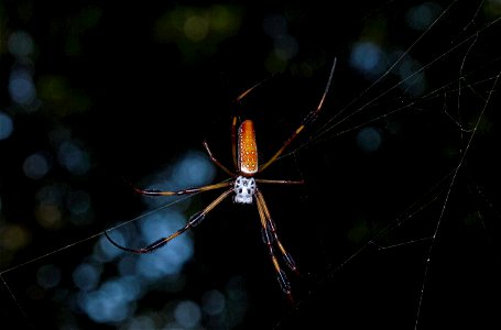 Golden Silk Orbweaver (Nephilidae, Nephila clavipes)
