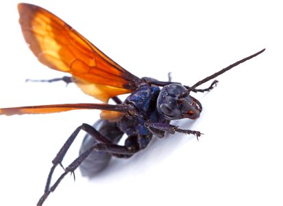 Tarantula Hawk (Pompilidae, Pepsis sp.)