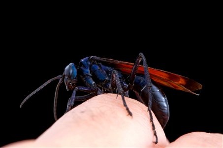 Tarantula Hawk (Pompilidae, Pepsis sp.)