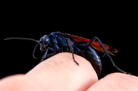 Tarantula Hawk (Pompilidae, Pepsis sp.)