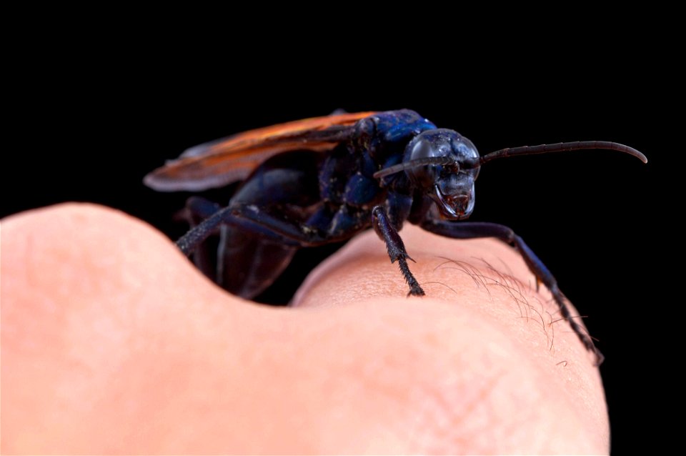 Tarantula Hawk (Pompilidae, Pepsis sp.)
