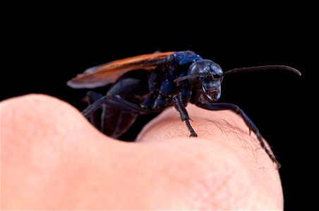 Tarantula Hawk (Pompilidae, Pepsis sp.) photo