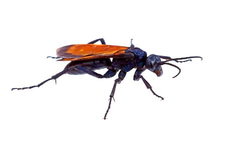 Tarantula Hawk (Pompilidae, Pepsis sp.) photo