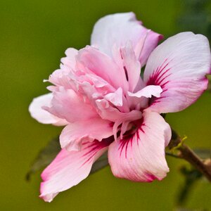 Malvaceae beautiful hibiscus