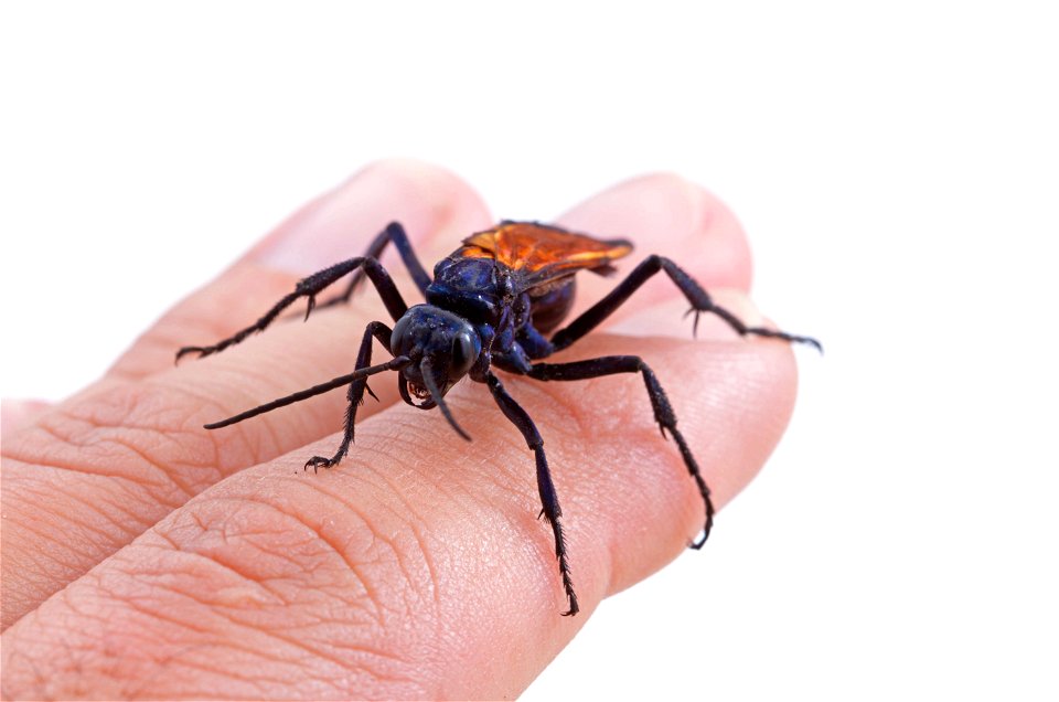 Tarantula Hawk (Pompilidae, Pepsis sp.)
