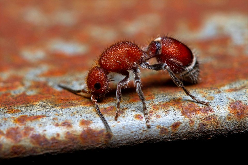 Velvet Ant (Mutillidae)