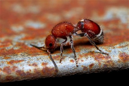 Velvet Ant (Mutillidae) photo