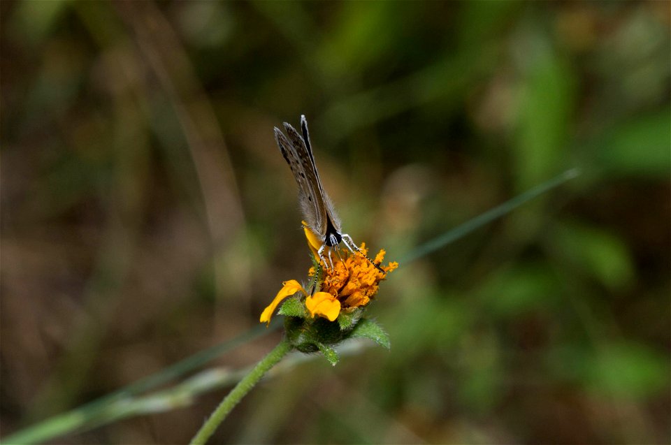 Ceraunus Blue (Lycaenidae, Hemiargus ceraunus)