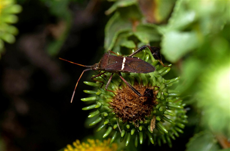 Eastern Leaf-footed Bug (Coreidae, Leptoglossus phyllopus)