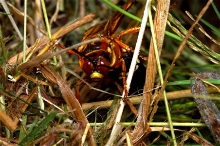 Cicada Killer Wasp (Sphecidae, Sphecius speciosus)