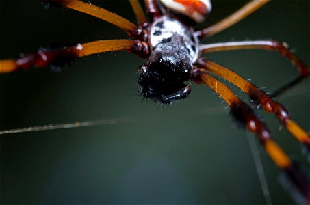 Golden Silk Orbweaver (Nephilidae, Nephila clavipes)