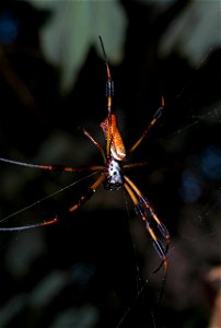 Golden Silk Orbweaver (Nephilidae, Nephila clavipes)