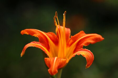 Petal i continue nature