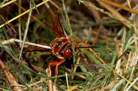 Cicada Killer Wasp (Sphecidae, Sphecius speciosus)