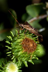 Eastern Leaf-footed Bug (Coreidae, Leptoglossus phyllopus)