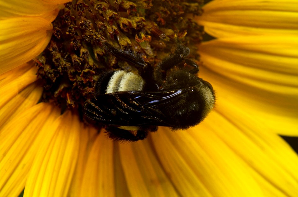 American bumblebee (Apidae, Bombus pensylvanicus)